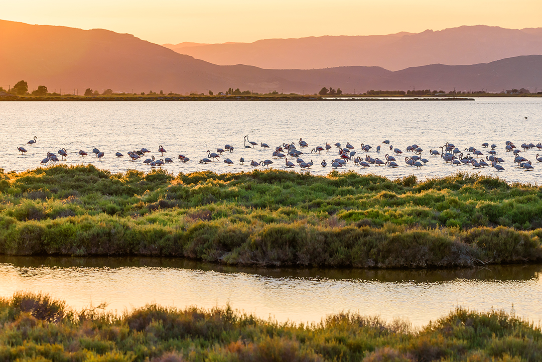 Delta del Ebro los humedales de depuración Fundación Aquae