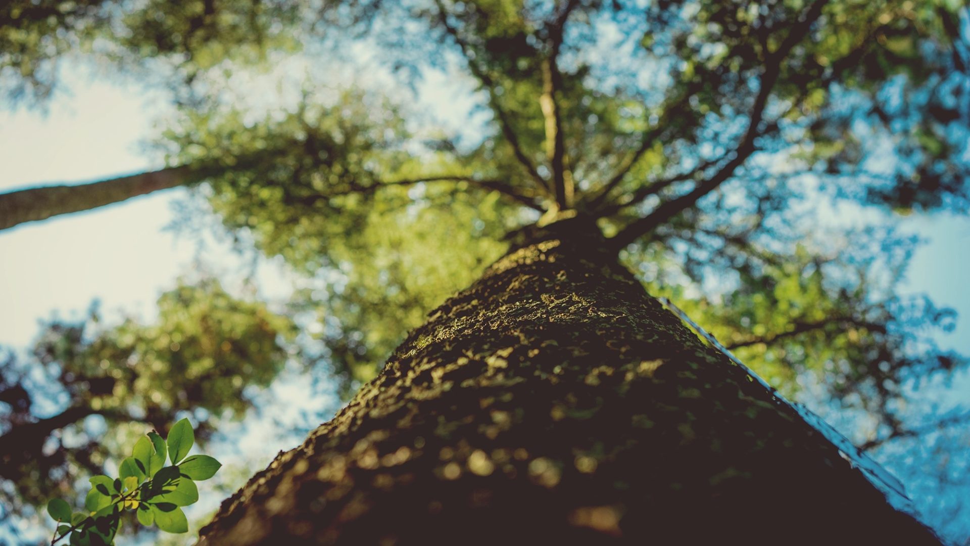 Cuáles son los árboles que más CO2 absorben? - Fundación Aquae