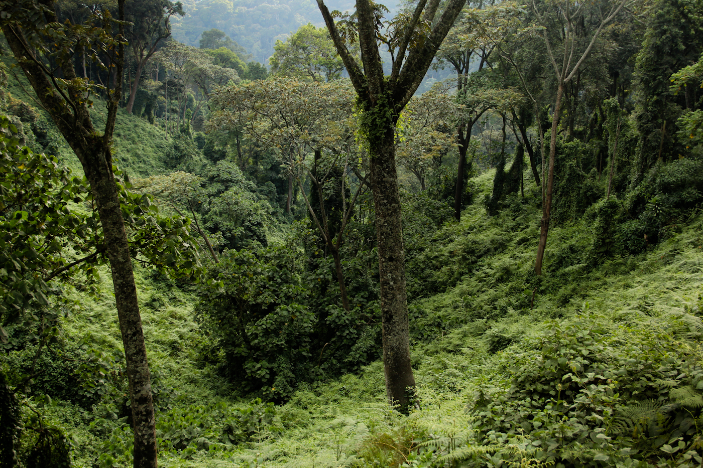 Selva Tropical Del África Central Fundación Aquae 9743