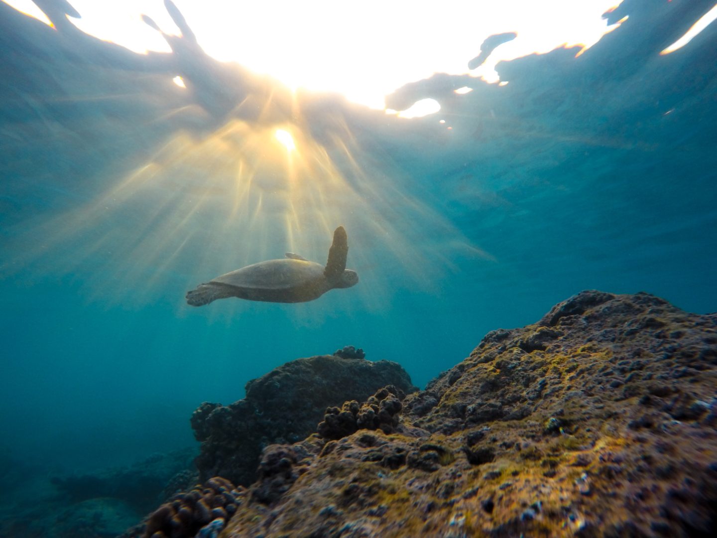 La Protección De Habitats Y Especies Marinas Fundación Aquae