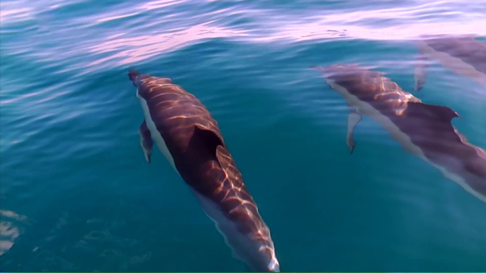 Delfín Común Origen Y Características Fundación Aquae