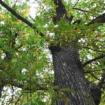 El castaño es un árbol que ha actuado como refugio durante siglos.