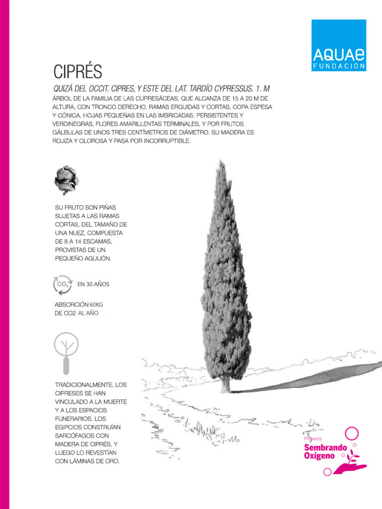 El ciprés, un longevo árbol resistente a la sequía - Fundación Aquae