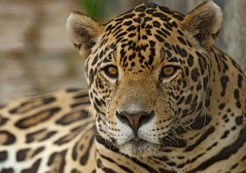 Primer plano de un jaguar americano o yaguareté. | FOTO: Ianza/Pixabay