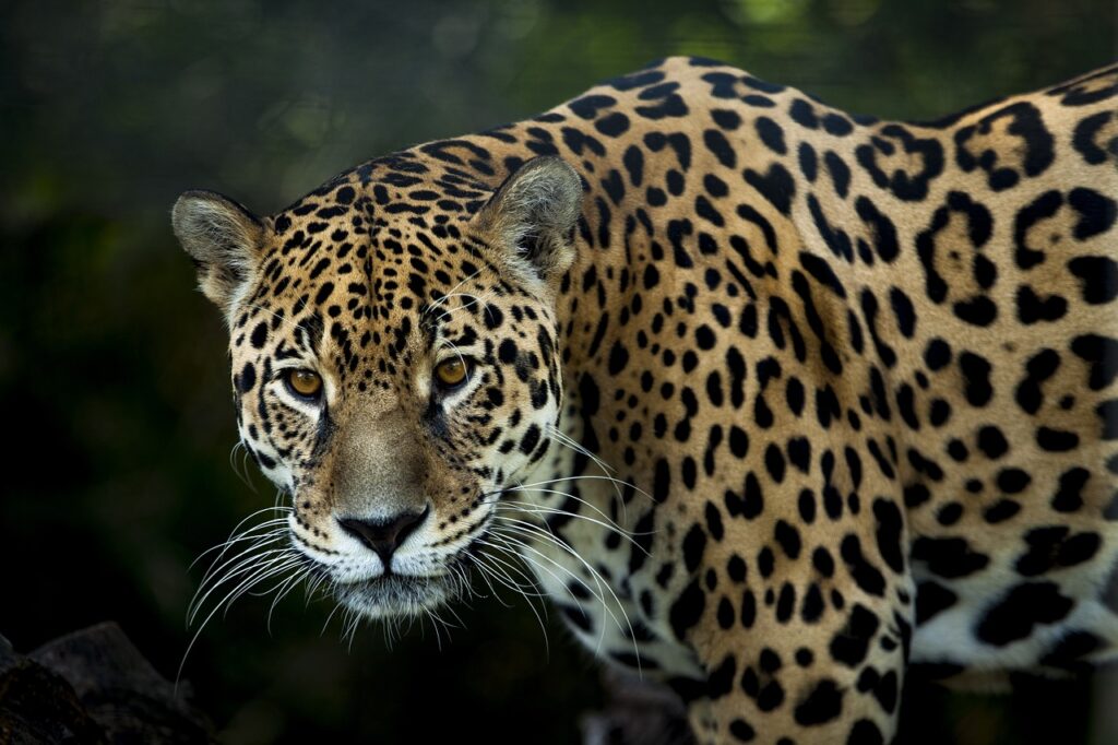 Un ejemplar de jaguar americano o yaguareté. | FOTO: jaguar pixabai Nickbar/Pixabay